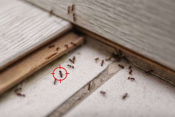 Best Best Pest Control Companies  in Lauderdale Lakes, WI